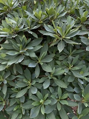 Edgeworthia chrysantha