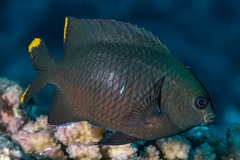 Stegastes pelicieri
