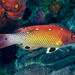 Redfin Hogfish - Photo (c) François Libert, some rights reserved (CC BY-NC), uploaded by François Libert