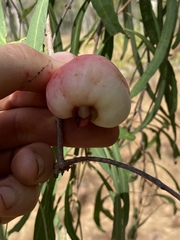 Syzygium eucalyptoides