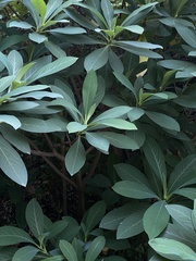 Edgeworthia chrysantha