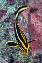 Plectorhinchus polytaenia