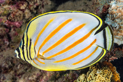 Chaetodon ornatissimus