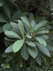 Edgeworthia chrysantha