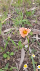 Moraea miniata