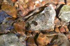 Theodoxus fluviatilis