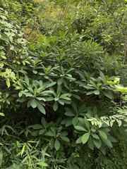Edgeworthia chrysantha