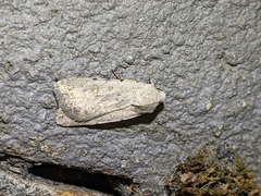 Caradrina montana
