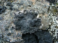 Umbilicaria decussata