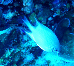 Amblyglyphidodon indicus