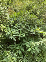 Edgeworthia chrysantha