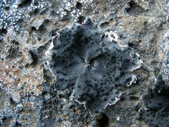 Umbilicaria decussata