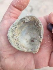 Laevicardium crassum