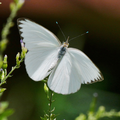 Ascia monuste phileta
