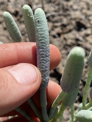 Tecticornia australasica