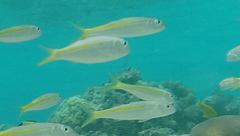 Mulloidichthys flavolineatus