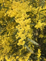Acacia rubida