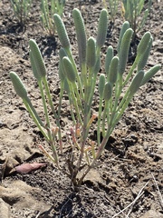 Tecticornia australasica