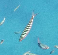 Caesio striata