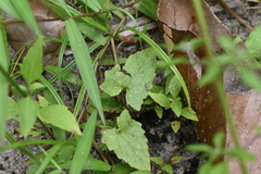 Mikania micrantha