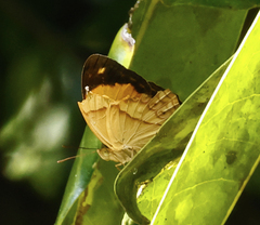 Cupha prosope