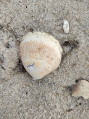 Laevicardium crassum