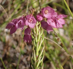 Erica cubica