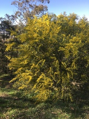 Acacia rubida