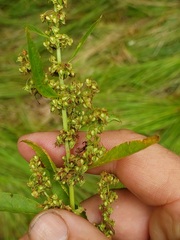 Rumex obtusifolius silvestris