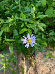 Aster indicus