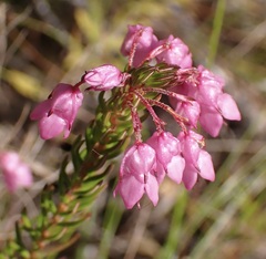 Erica cubica
