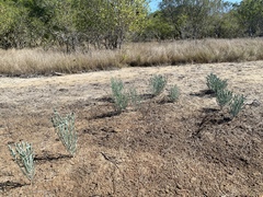Tecticornia australasica