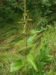 Rumex obtusifolius silvestris