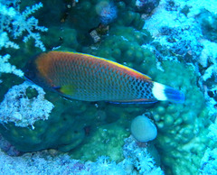 Pseudodax moluccanus