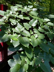 Tilia miqueliana