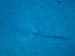 Pastinachus sephen
