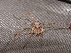 Paroligolophus agrestis
