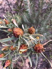 Leucadendron rubrum