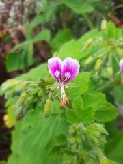 Pelargonium papilionaceum