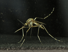 Aedes vittiger