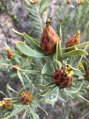 Leucadendron rubrum