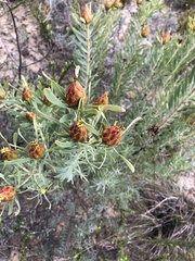 Leucadendron rubrum