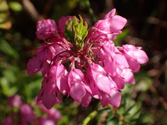 Erica cubica