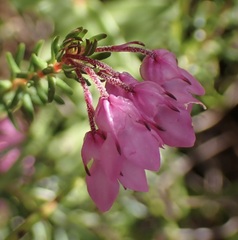 Erica cubica