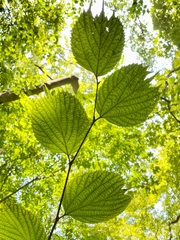 Celtis koraiensis
