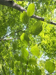 Celtis koraiensis