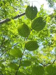 Celtis koraiensis