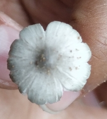 Mycena galericulata