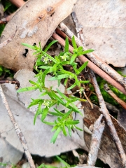 Millotia muelleri