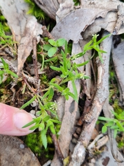 Millotia muelleri